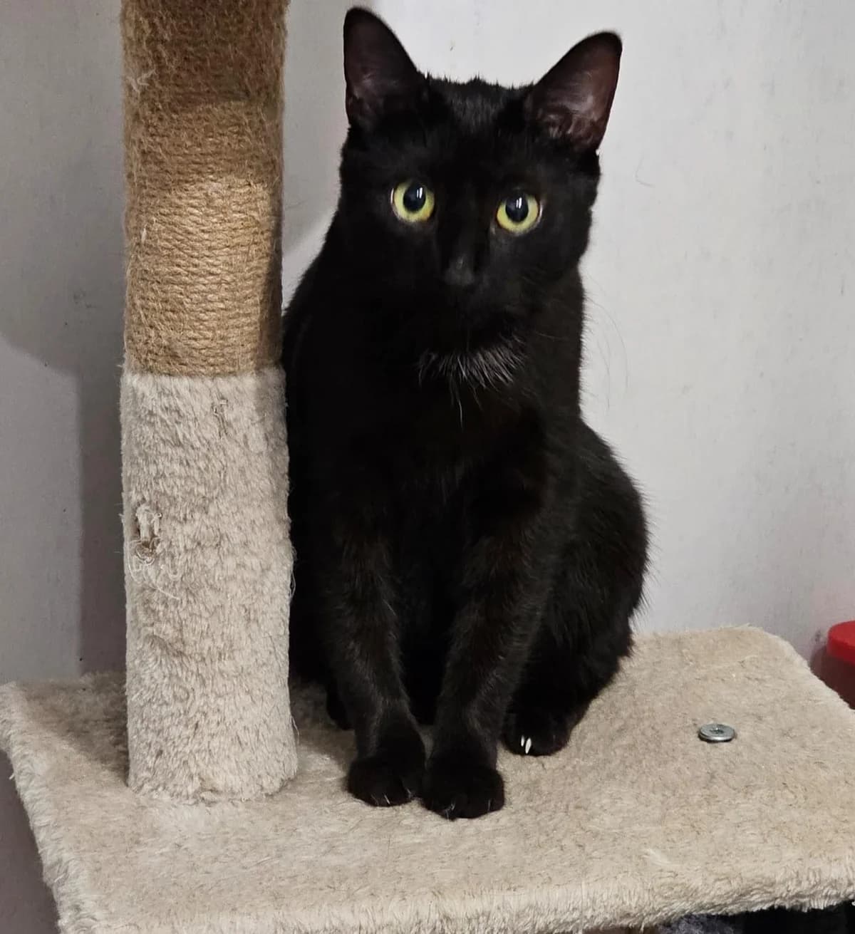 Mira, female 3yo Mixed Breed for adoption at Katzenhilfe Stuttgart e.V.