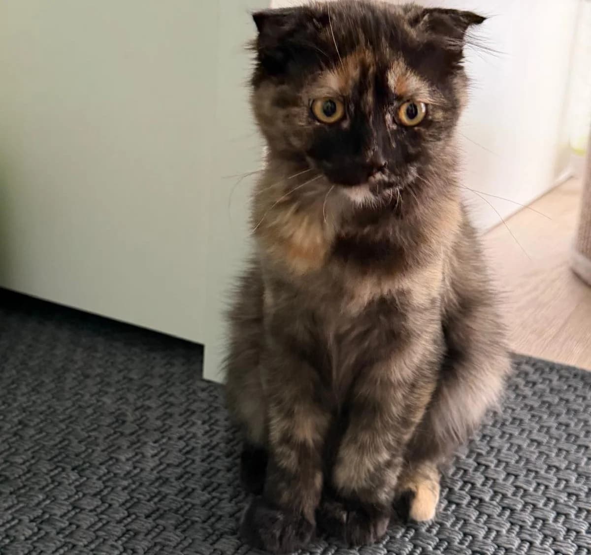 Cindy, female young Mixed Breed for adoption at Katzenhilfe Stuttgart e.V.