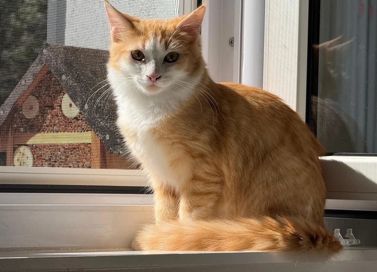 Tracy, female young Mixed Breed for adoption at Katzenhilfe Stuttgart e.V.