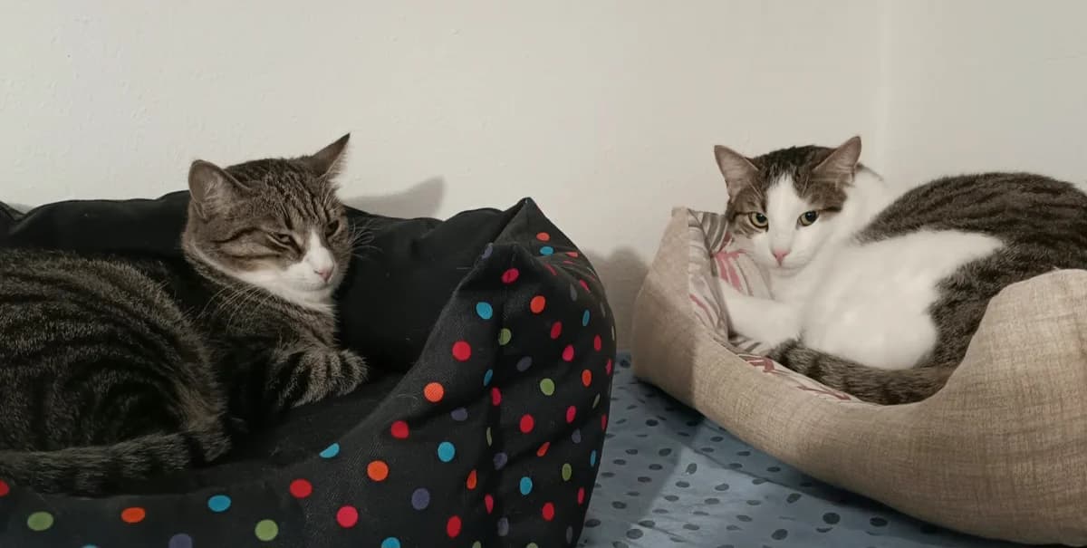 Tessa und Toni, 3yo Mixed Breed for adoption at Katzenhilfe Stuttgart e.V.