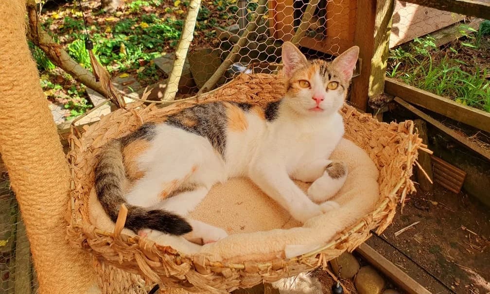 Maja und Gizmo, young Mixed Breed for adoption at Katzenhilfe Stuttgart e.V.