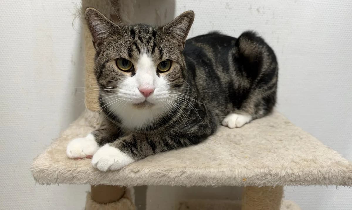 Mogli, male 3yo Mixed Breed for adoption at Katzenhilfe Stuttgart e.V.