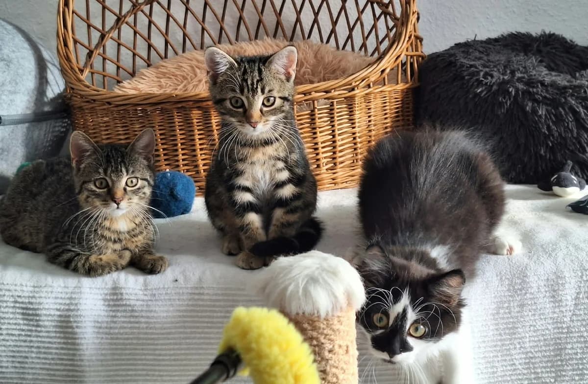 Sechs Beste Freunde, young Mixed Breed for adoption at Katzenhilfe Stuttgart e.V.