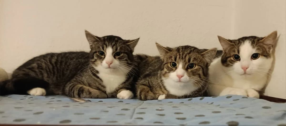 Das Quartett, young Mixed Breed for adoption at Katzenhilfe Stuttgart e.V.