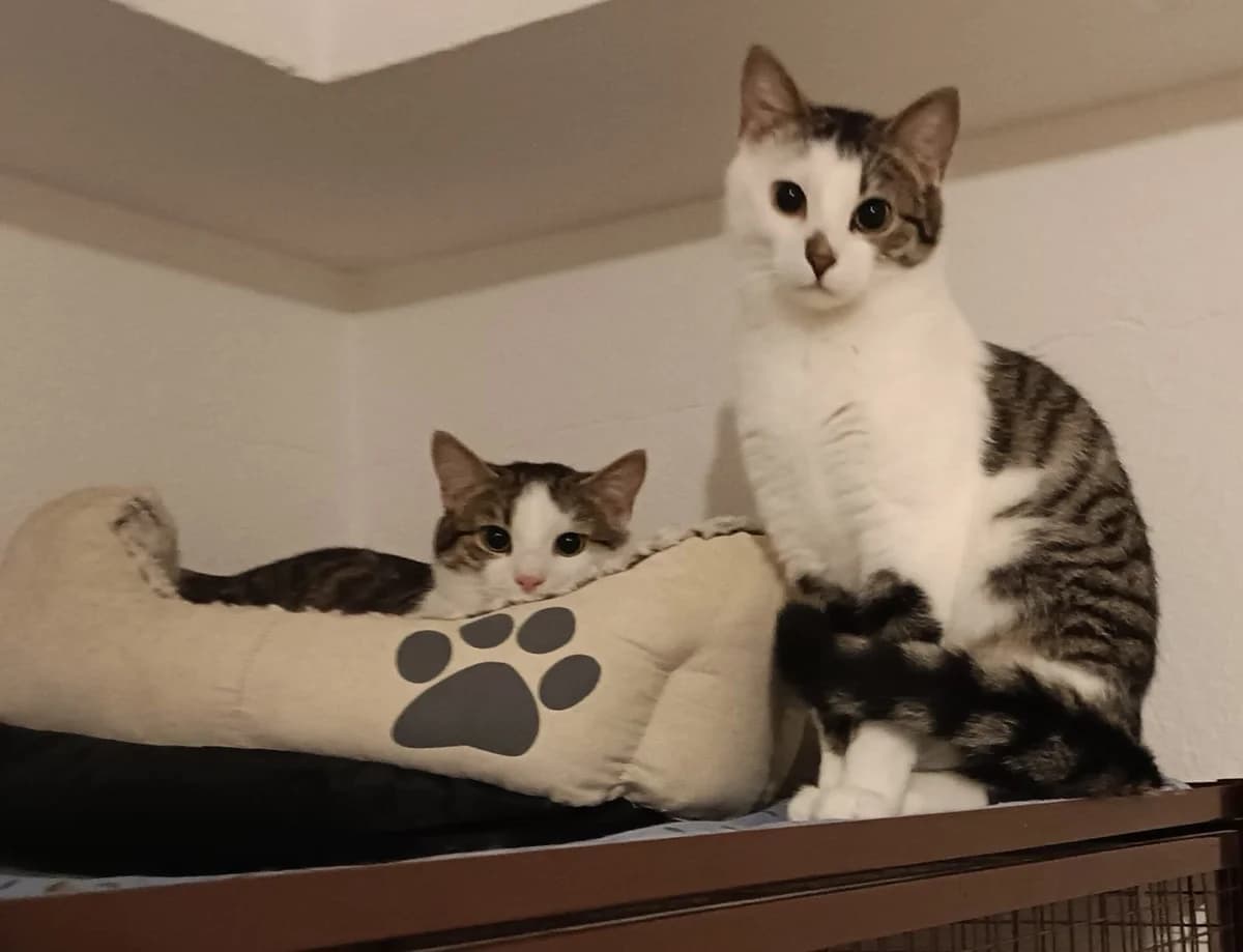 Das Quartett, young Mixed Breed for adoption at Katzenhilfe Stuttgart e.V.