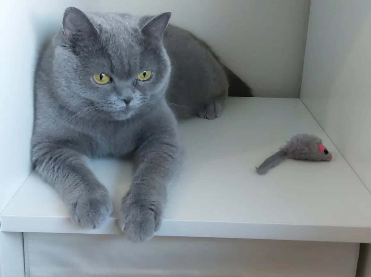 Mila, female senior Mixed Breed for adoption at Katzenhilfe Stuttgart e.V.