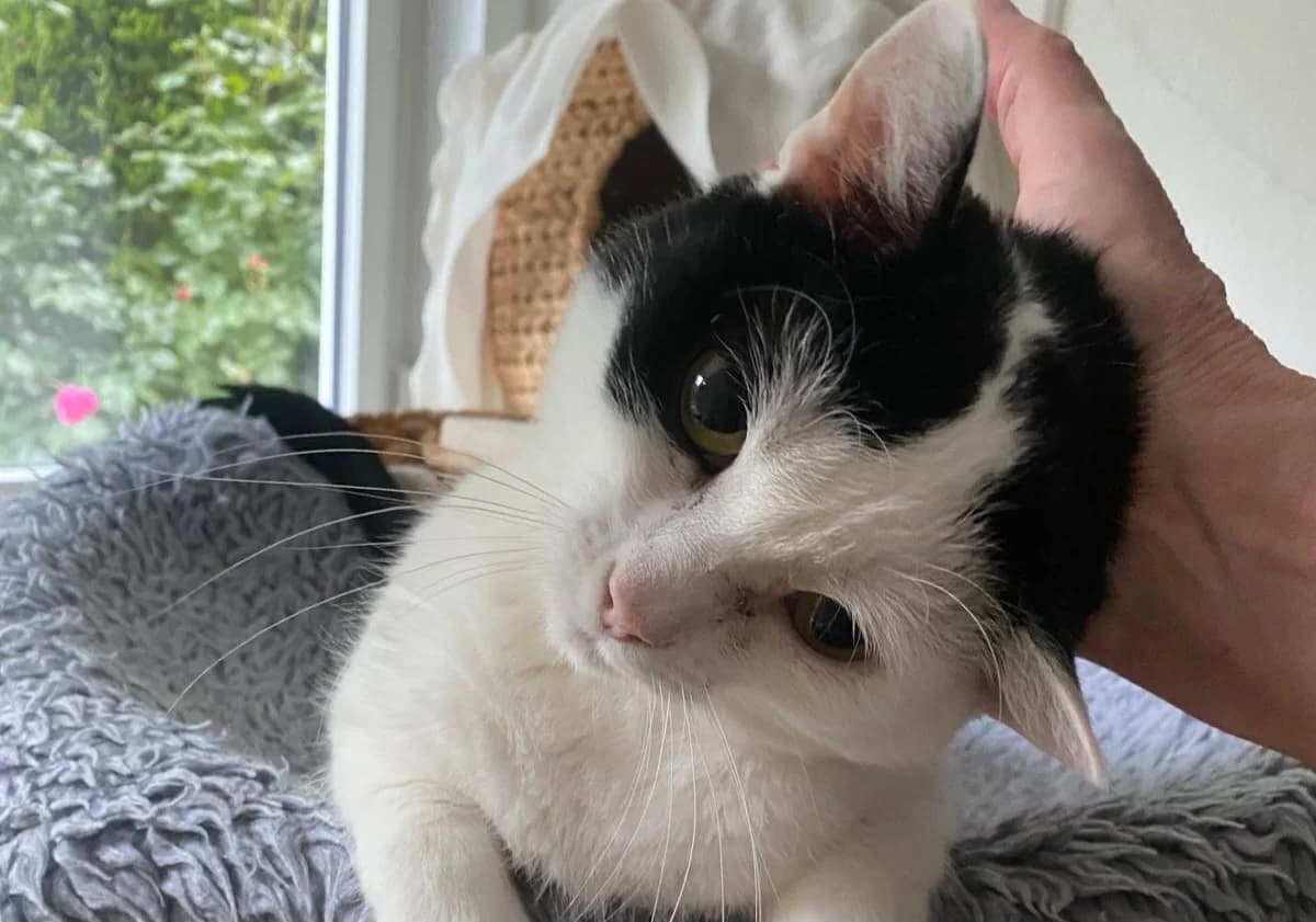 Tinie, female 3yo Mixed Breed for adoption at Katzenhilfe Stuttgart e.V.