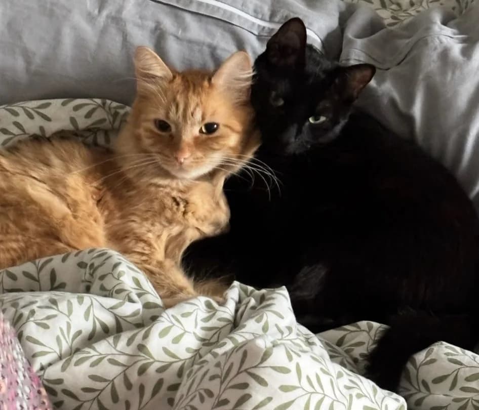 Teddy und Jimmy, schwarz male 3yo Mixed Breed for adoption at Katzenhilfe Stuttgart e.V.