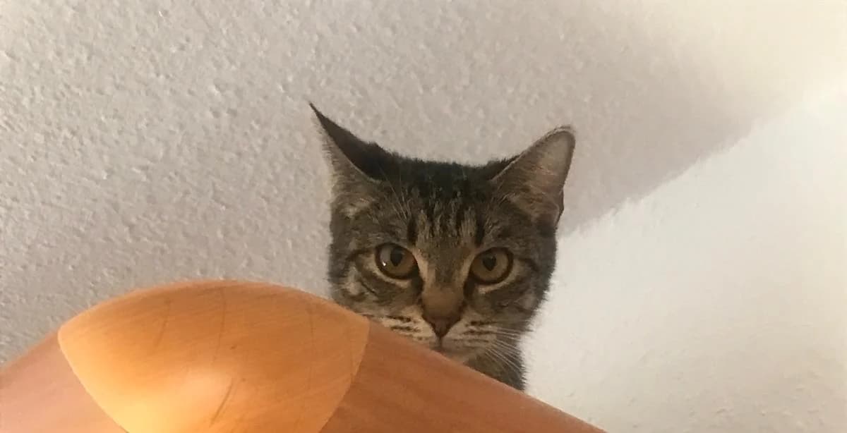 Kira, female 3yo Mixed Breed for adoption at Katzenhilfe Stuttgart e.V.