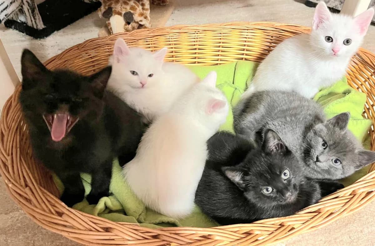 Schneewittchen und die sechs Zwerge, weiß young Mixed Breed for adoption at Katzenhilfe Stuttgart e.V.