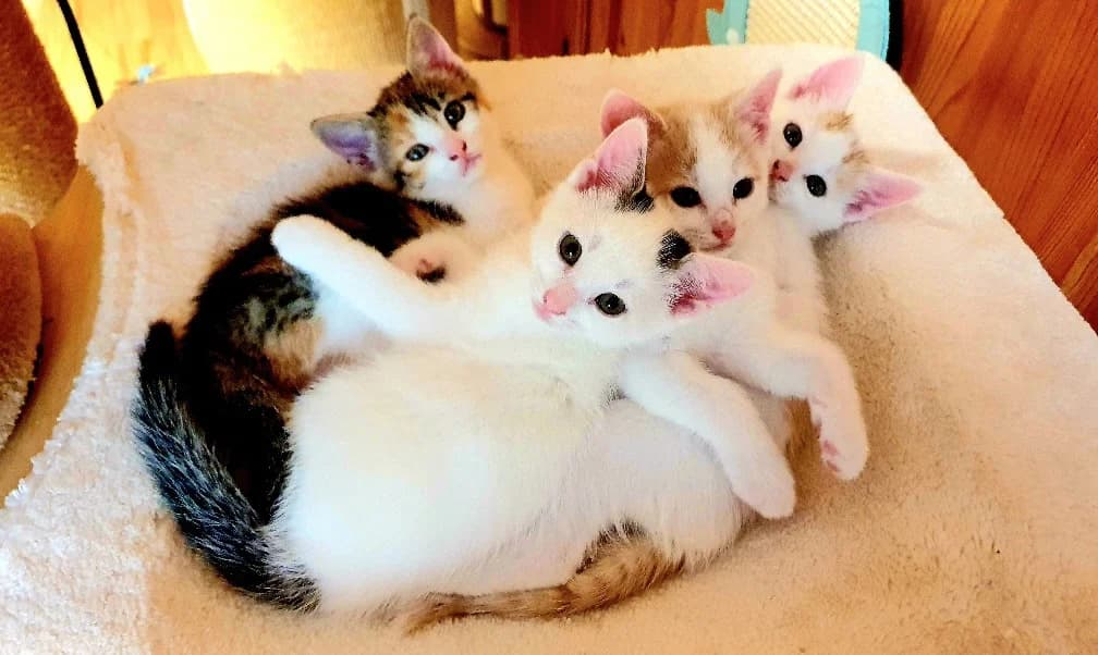 Die sechs kleinen Zuckerschnuten, young Mixed Breed for adoption at Katzenhilfe Stuttgart e.V.