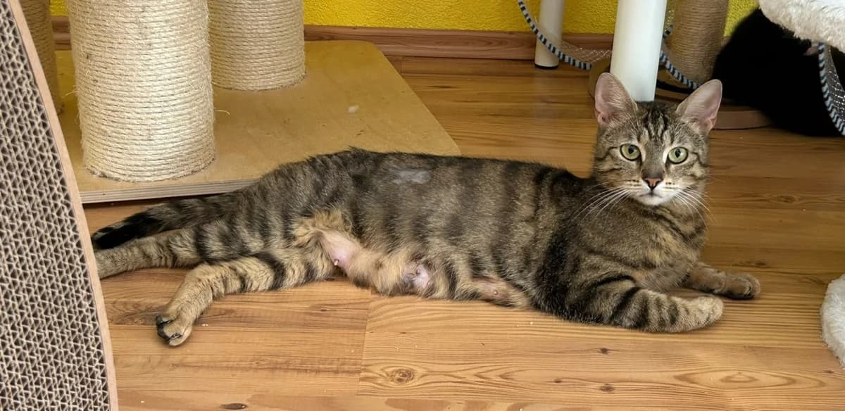 Tara, female 3yo Mixed Breed for adoption at Katzenhilfe Stuttgart e.V.