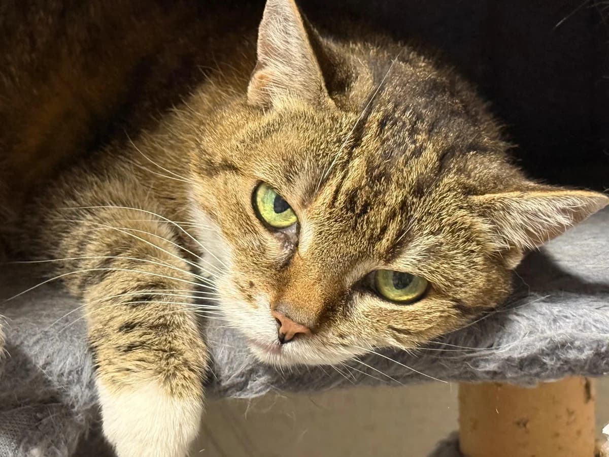 Ömchen, female senior Mixed Breed for adoption at Katzenhilfe Stuttgart e.V.