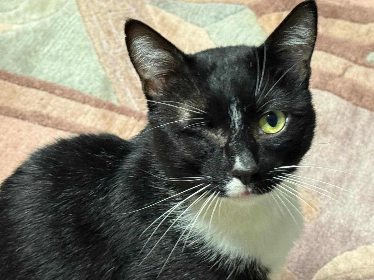 Ostermann, male senior Mixed Breed for adoption at Katzenhilfe Stuttgart e.V.