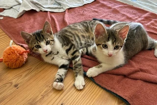 Timo und Tommy, male young Mixed Breed for adoption at Katzenhilfe Stuttgart e.V.