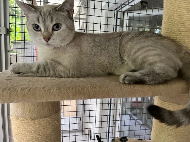 Amy, female 3yo Mixed Breed for adoption at Katzenhilfe Stuttgart e.V.