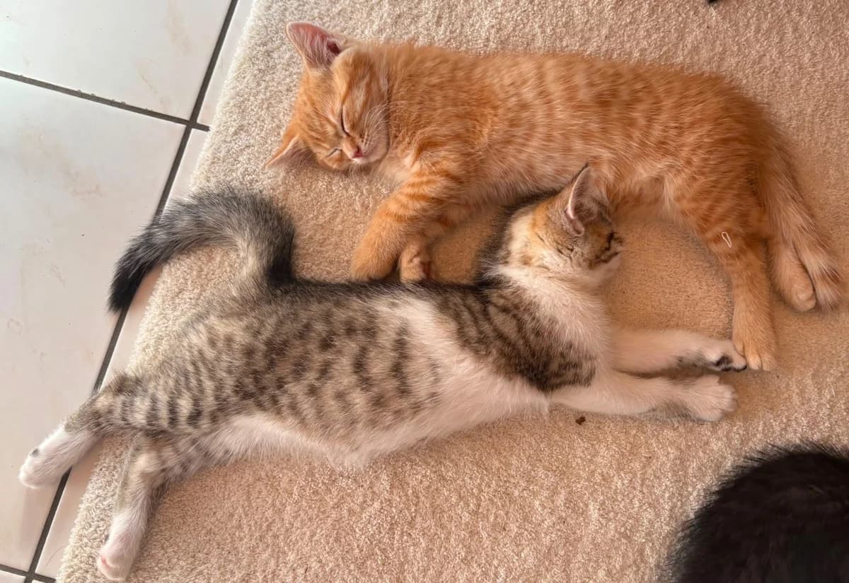 Peter und Finn, getigert male young Mixed Breed for adoption at Katzenhilfe Stuttgart e.V.