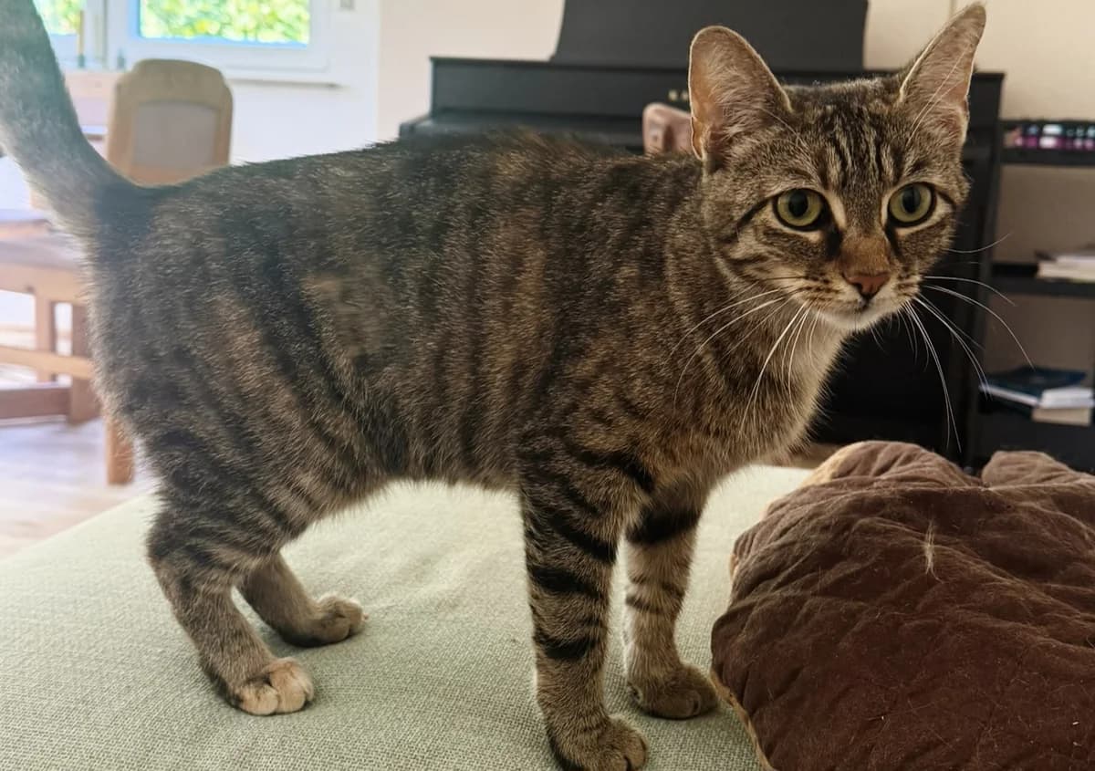 Gigi, female 3yo Mixed Breed for adoption at Katzenhilfe Stuttgart e.V.