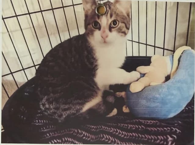 Balthasar, Mixed Breed for adoption at Katzenhilfe Uedem
