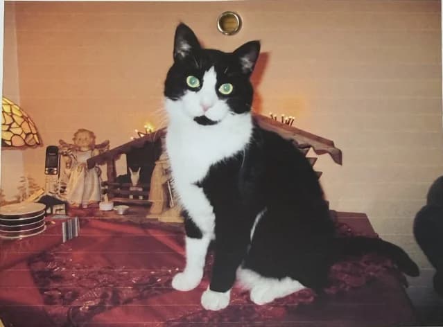Billy, Mixed Breed for adoption at Katzenhilfe Uedem