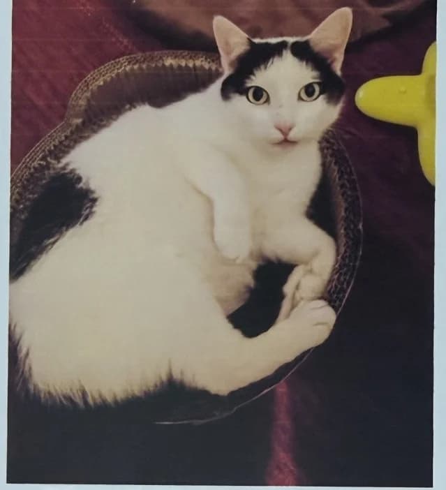 Darwin, 5yo Mixed Breed for adoption at Katzenhilfe Uedem