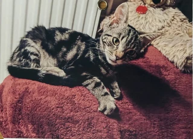 Masami, 3yo Mixed Breed for adoption at Katzenhilfe Uedem