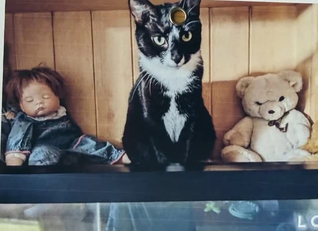 Salome, Mixed Breed for adoption at Katzenhilfe Uedem
