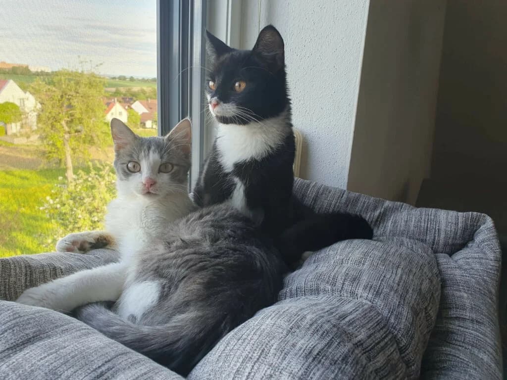 Fuzzy und Zorro, male 3yo Mixed Breed for adoption at Katzenhilfe Ulm e.V., Ulm
