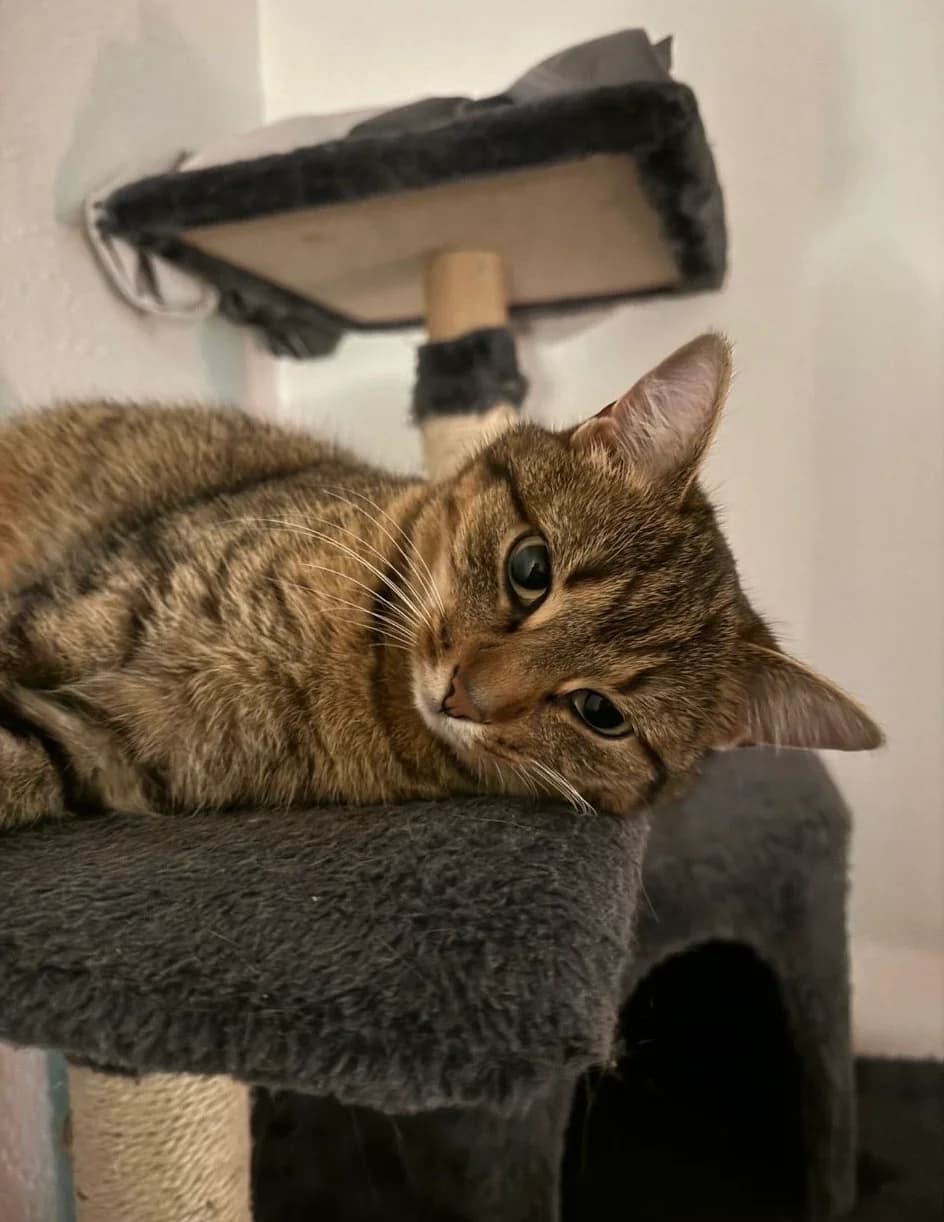 Avia, female 3yo Mixed Breed for adoption at Katzenhilfe Ulm e.V., Ulm
