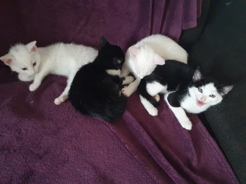 Die T-Bande, schwarz male puppy Mixed Breed for adoption at Katzenhilfe Ulm e.V., Ulm