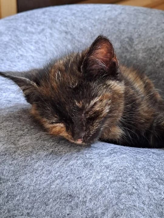 Lucy, female Mixed Breed for adoption at Katzenhilfe Ulm e.V., Ulm