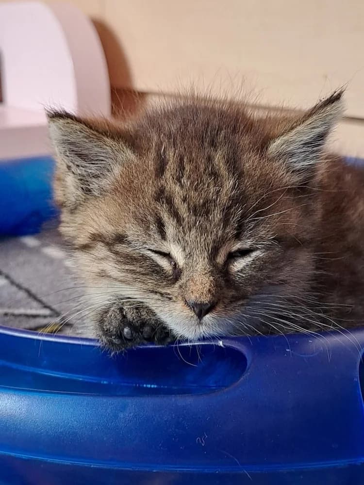 Elli, female Mixed Breed for adoption at Katzenhilfe Ulm e.V., Ulm