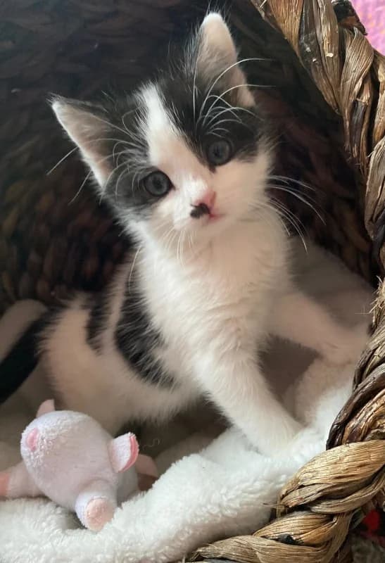 Peppel, female Mixed Breed for adoption at Katzenhilfe Ulm e.V., Ulm