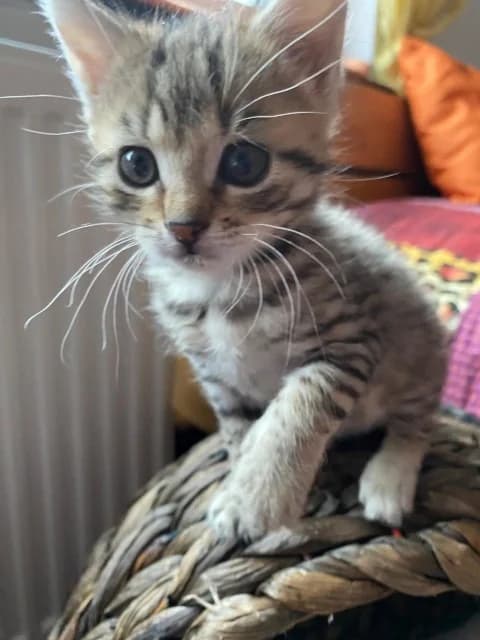 Penat, female Mixed Breed for adoption at Katzenhilfe Ulm e.V., Ulm