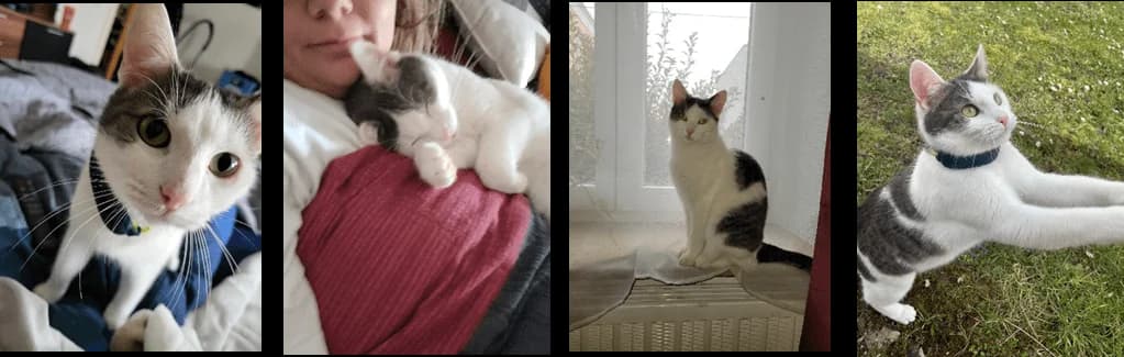 Chica, female 3yo Mixed Breed for adoption at Katzenhilfe Ulm e.V., Ulm