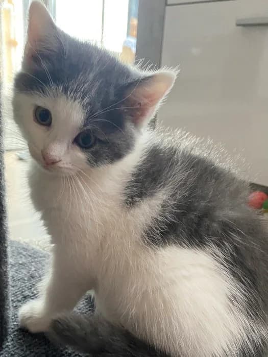 Leni, female Mixed Breed for adoption at Katzenhilfe Ulm e.V., Ulm
