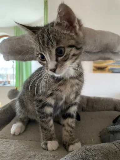 Marius, female Mixed Breed for adoption at Katzenhilfe Ulm e.V., Ulm