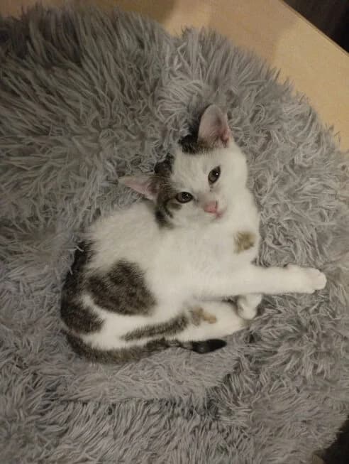 Bacardi, female Mixed Breed for adoption at Katzenhilfe Ulm e.V., Ulm