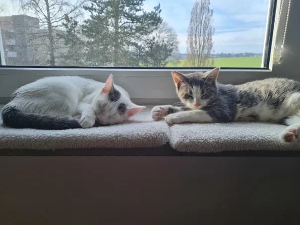 Pixel und Jane, grau female Mixed Breed for adoption at Katzenhilfe Ulm e.V., Ulm