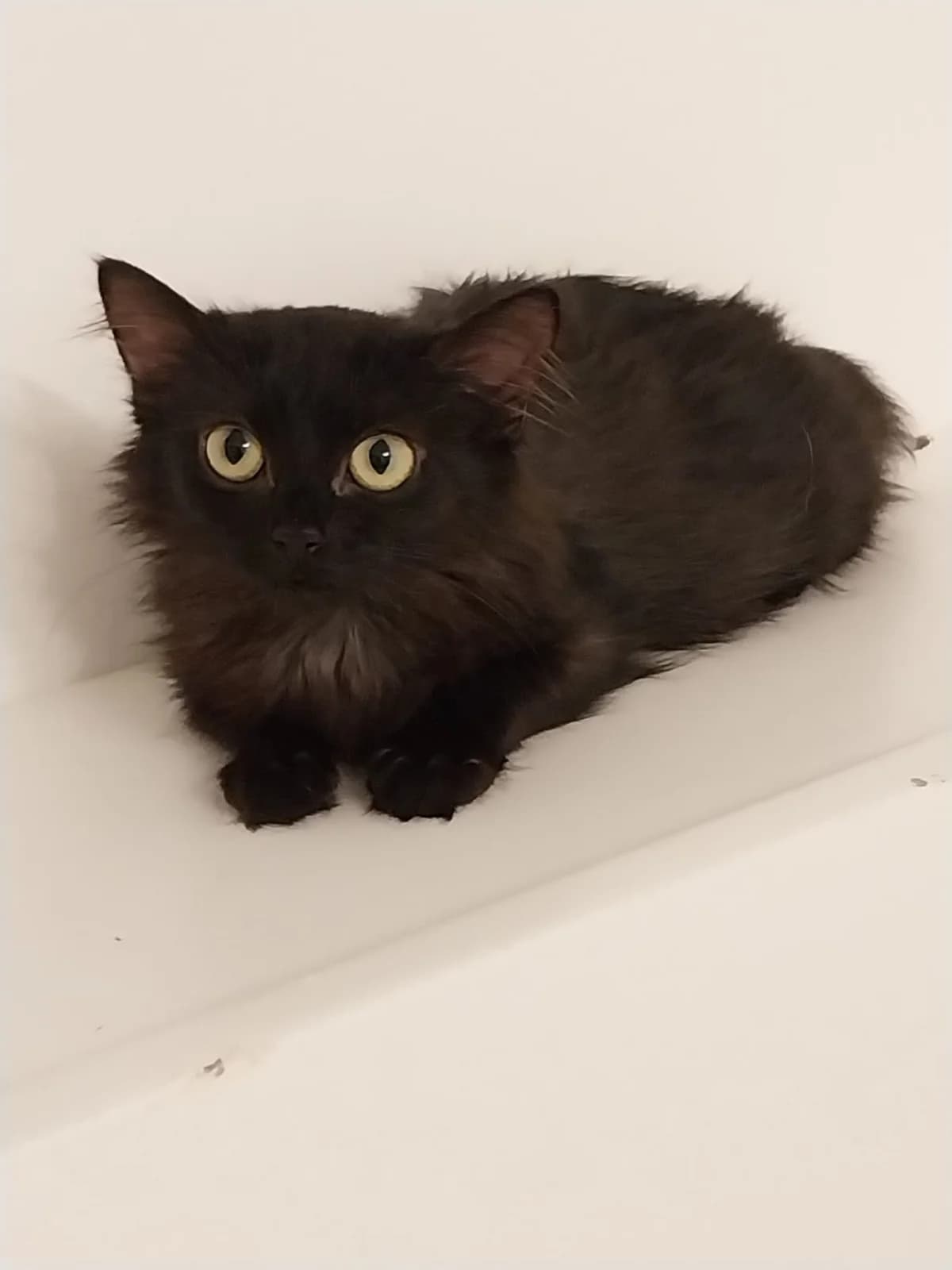 Chili, female Mixed Breed for adoption at Katzenhilfe Ulm e.V., Ulm