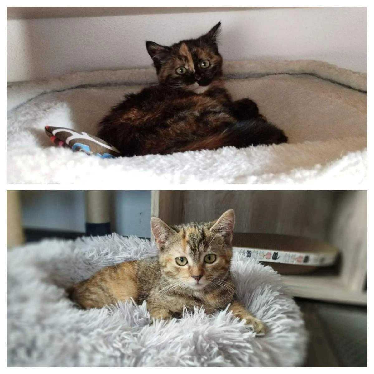 Pina Colada und Baileys, female Mixed Breed for adoption at Katzenhilfe Ulm e.V., Ulm