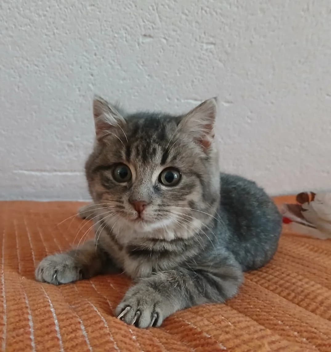 kleines Findelkind Ellie, female Mixed Breed for adoption at Katzenhilfe Ulm e.V., Ulm