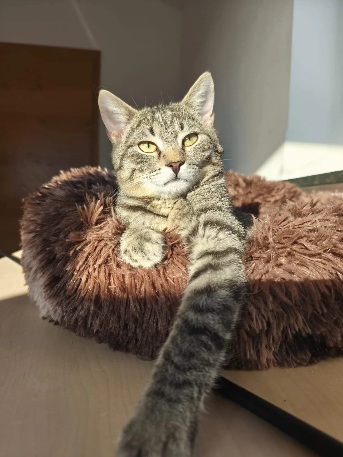 Crunchy und Balisto, female Mixed Breed for adoption at Katzenhilfe Ulm e.V., Ulm