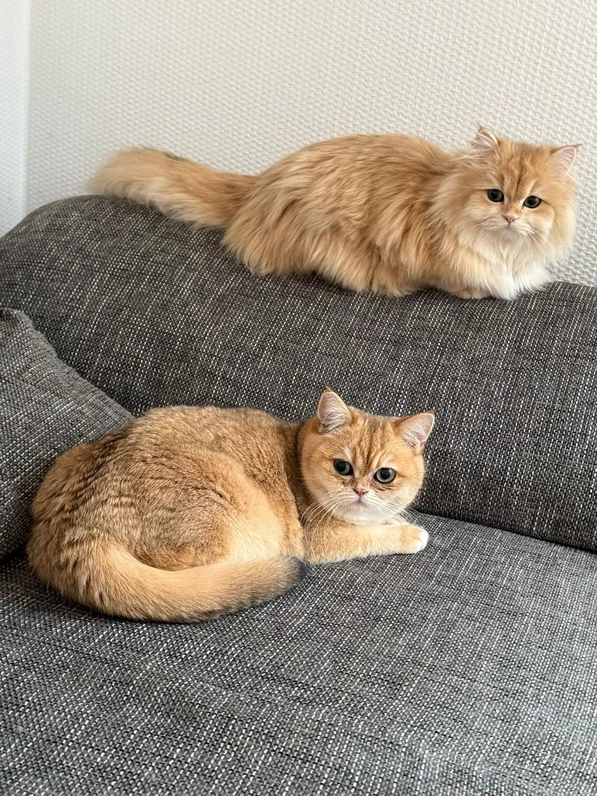 Curry und Honey, male young Mixed Breed for adoption at Katzenhilfe Ulm e.V., Ulm