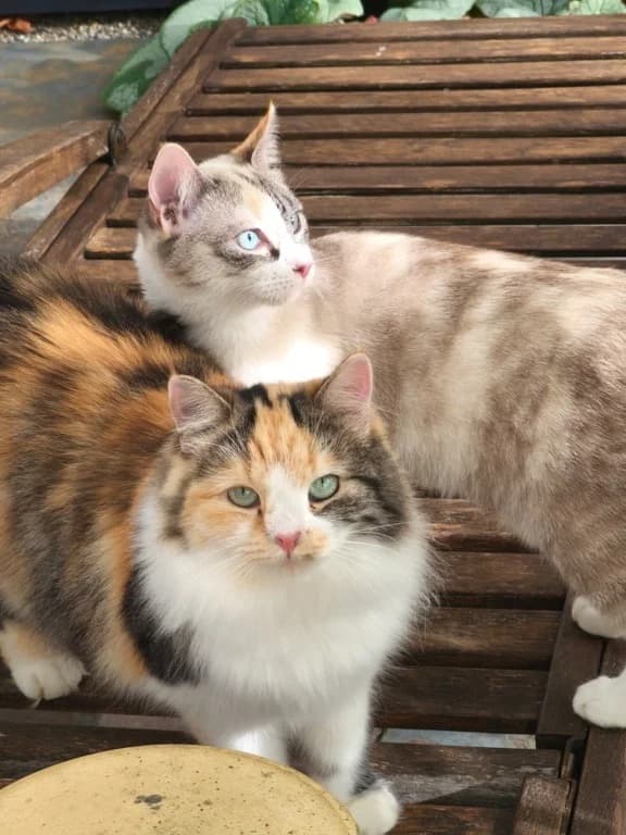 Toska, Nives und Nunzio, male young Mixed Breed for adoption at Katzenhilfe Ulm e.V., Ulm