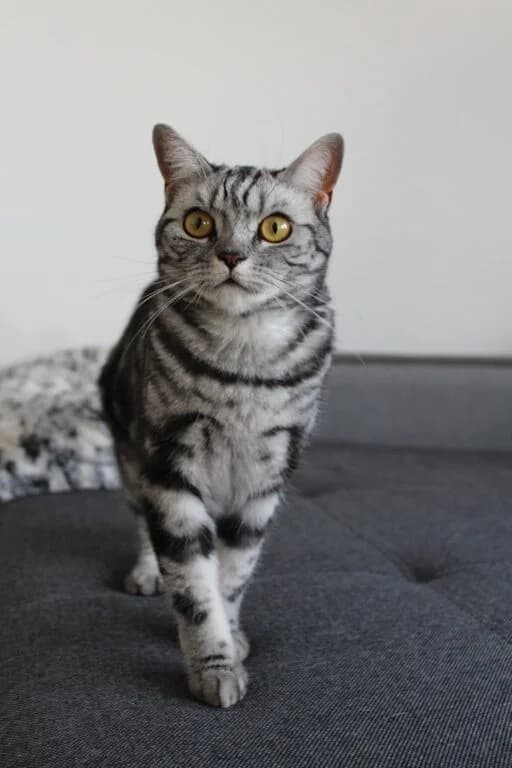 Luke, male 5yo Mixed Breed for adoption at Katzenhilfe Ulm e.V., Ulm
