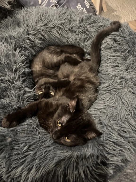 Mary Lu und Muck, schwarz female Mixed Breed for adoption at Katzenhilfe Ulm e.V., Ulm