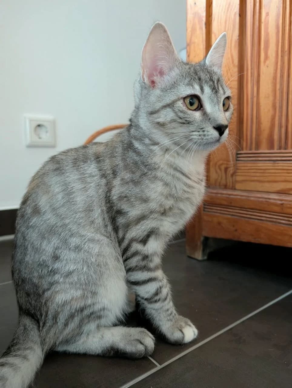 Medi, female Mixed Breed for adoption at Katzenhilfe Ulm e.V., Ulm
