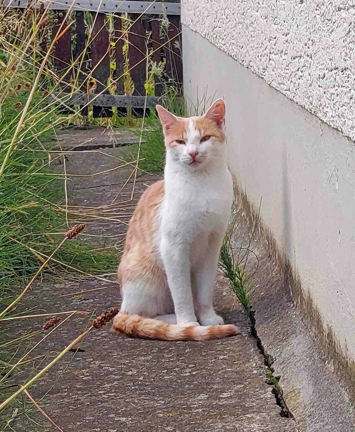 Streunerkater, male Mixed Breed for adoption at Katzenhilfe Ulm e.V., Ulm