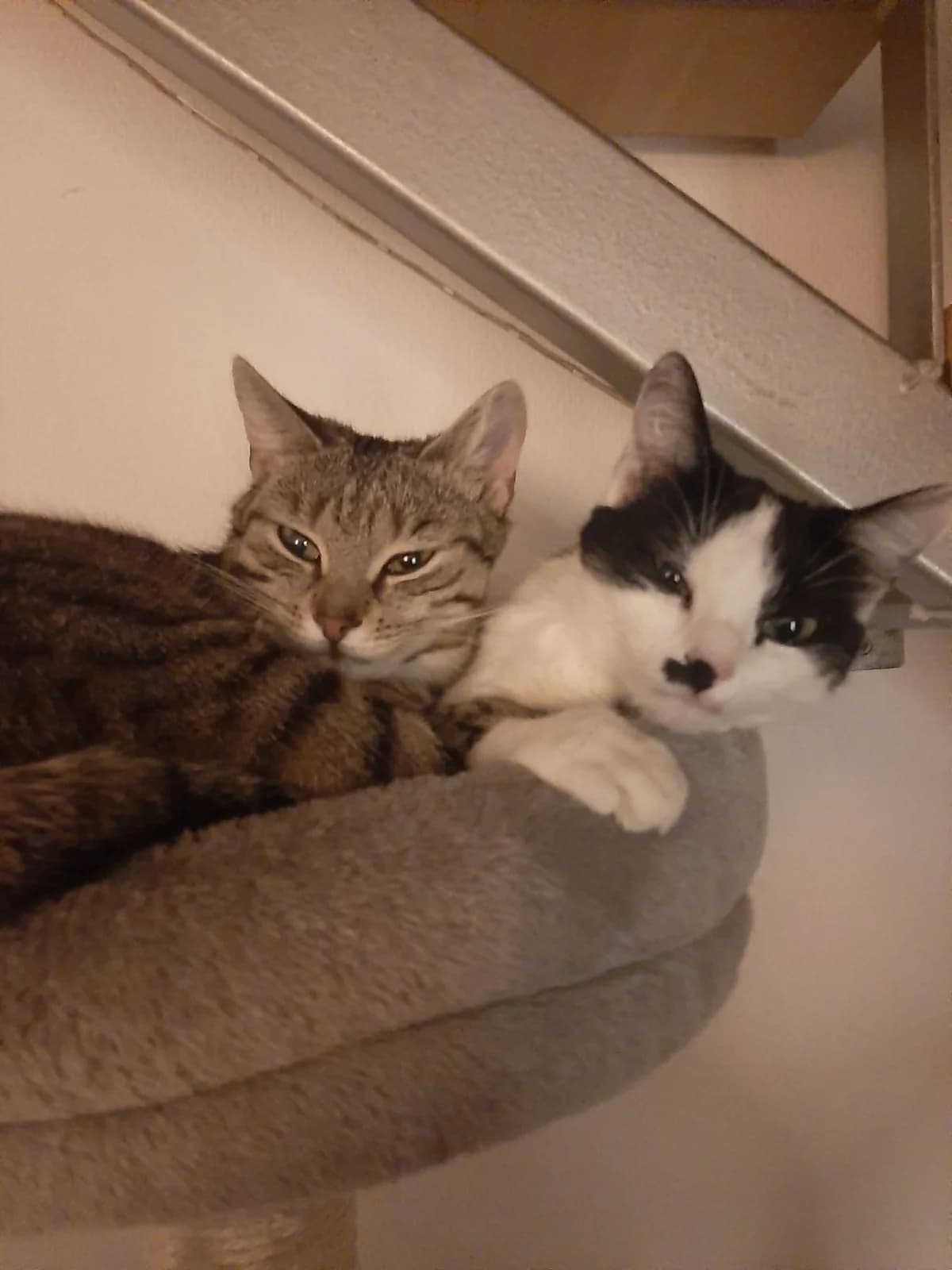 Peppels und Penat, schwarz female Mixed Breed for adoption at Katzenhilfe Ulm e.V., Ulm